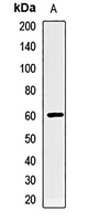 RAD9A Rabbit Polyclonal Antibody