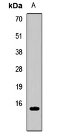 CCL21 Antibody