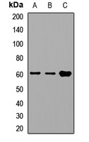 TCP1 alpha Rabbit Polyclonal Antibody