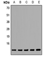 TCEB1 Antibody