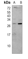 CD99 Antibody