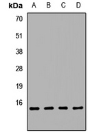 REG3 alpha Rabbit Polyclonal Antibody