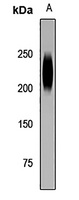 CD45 Rabbit Polyclonal Antibody