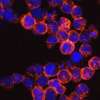 CD45 Rabbit Polyclonal Antibody