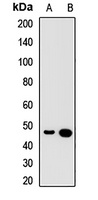 Speedy A Rabbit Polyclonal Antibody