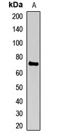 HCLS1 Rabbit Polyclonal Antibody