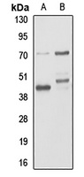 CD24 Antibody
