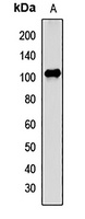 ALIX Antibody