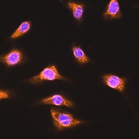 Anti-ALIX Antibody