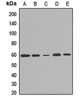 DMAP1 Antibody