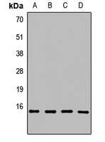 Histone H3 Antibody