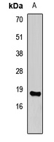 Histone H3 (MonoMethyl-K4) Antibody