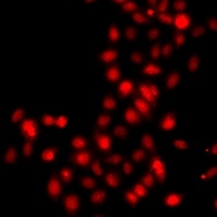 Histone H3 (MonoMethyl-K9) Antibody