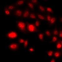 Histone H3 antibody