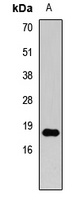 Histone H3 (TriMethyl-K27) Antibody