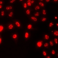 Histone H3 antibody