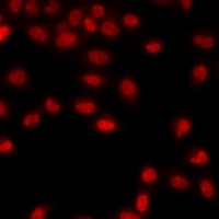 Histone H3 antibody