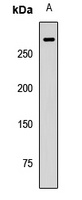 Filamin B Rabbit Polyclonal Antibody