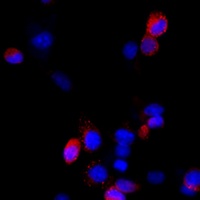 Anti-Filamin B Antibody
