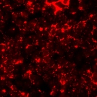 Alpha-crystallin C Rabbit Polyclonal Antibody