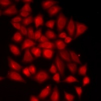 NEDD9 antibody