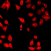 DNASE1 antibody