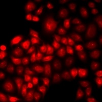 IRF2 antibody