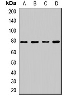 DRP1 Rabbit Polyclonal Antibody