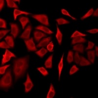 Anti-DRP1 Antibody