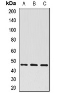 ATG4A Rabbit Polyclonal Antibody