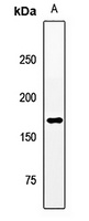 MAPKBP1 Antibody