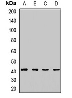 DLK1 Antibody