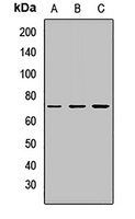 Matrilin 4 Rabbit Polyclonal Antibody
