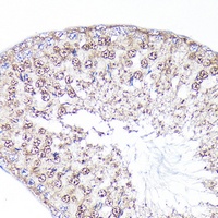 PEG10 Antibody