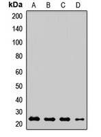 RAB18 Antibody