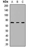 CD223 Rabbit Polyclonal Antibody