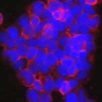 NFATC2 antibody