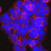 Anti-NFAT1 Antibody