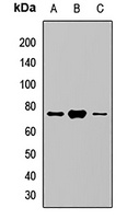 SGLT1 Rabbit Polyclonal Antibody