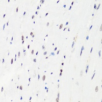 Histone H3 (MonoMethyl-R26) Antibody