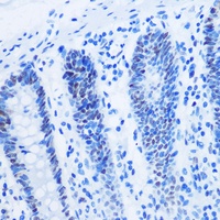 Histone H3 (MonoMethyl-R26) Antibody