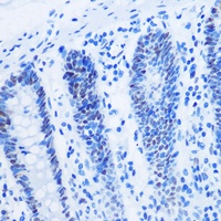 HIST3H3 antibody