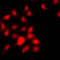 Histone H3 (MonoMethyl-R26) Antibody