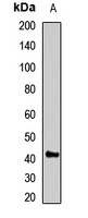 GNAZ Rabbit Polyclonal Antibody