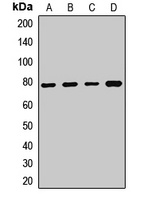 CaMK2 gamma Rabbit Polyclonal Antibody
