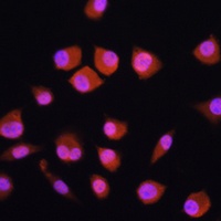NPLOC4 antibody