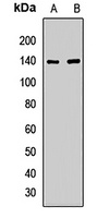 KIF5A Antibody