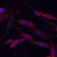 KIF5A Antibody