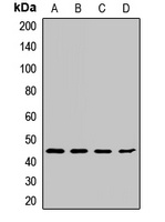 Cyclin B2 Antibody