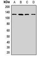 LRP130 Rabbit Polyclonal Antibody